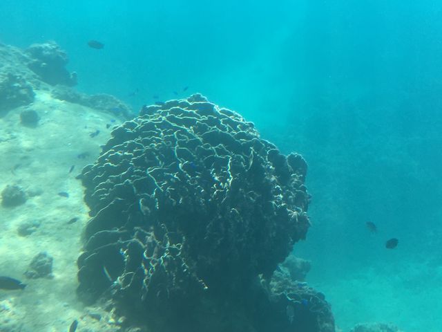 大きなサンゴ_海洋自然博物館マリンジャム