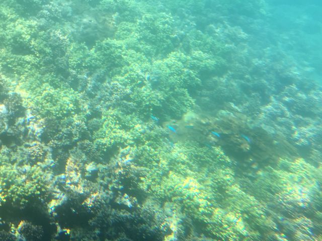 天気が良い日はかなり綺麗に見えます_海洋自然博物館マリンジャム