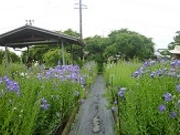 トムコナーズさんの香勝寺のききょうの投稿写真1