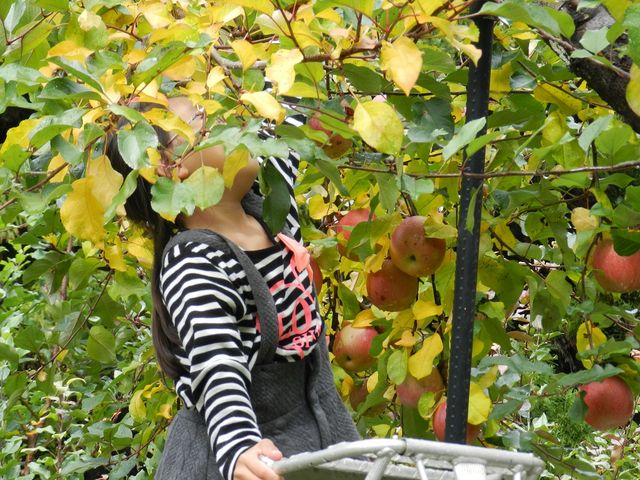 甘いリンゴを見極めて_観光りんご園城上フルーツパーク