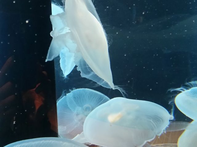 クラゲの水槽お気に入り_アクアマリンふくしま