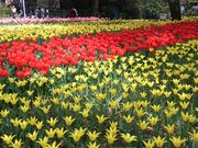たぁちゃんさんの横浜公園のチューリップの投稿写真2
