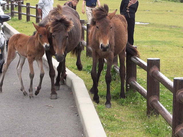 4・5月に行くと子馬にも会えます。_都井岬