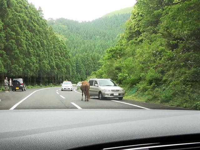 道の真ん中に馬が・・・_都井岬