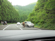 tamaさんの都井岬の投稿写真3