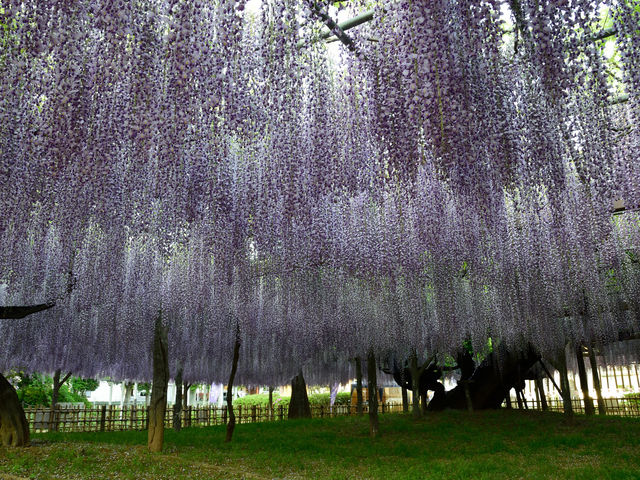 こたぴさんの玉敷神社の大藤の投稿写真3
