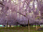 こたぴさんの玉敷神社の大藤の投稿写真2