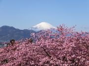 ニコちゃんさんの松田山ハーブガーデンの投稿写真1