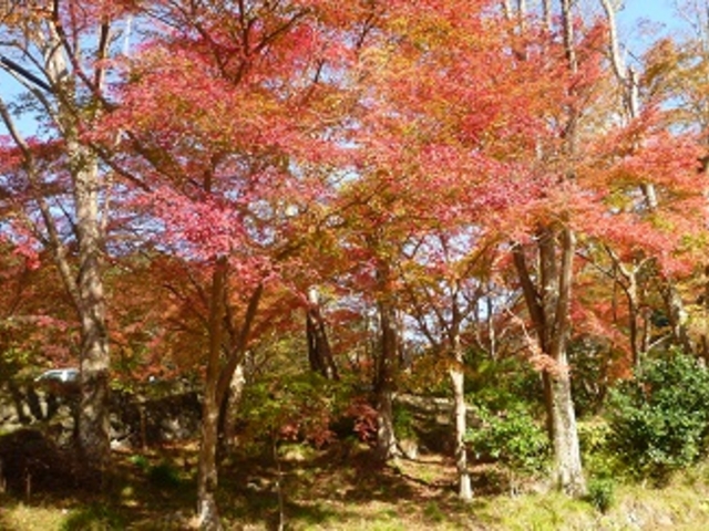 向かう途中いたるところで紅葉が最盛期_神護寺