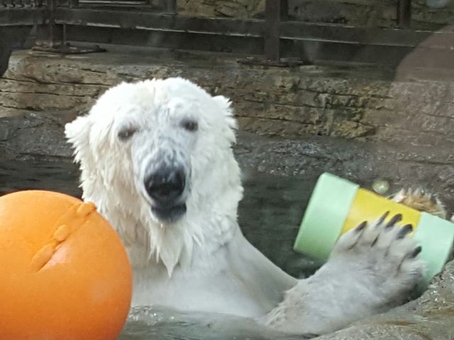愛媛県立とべ動物園