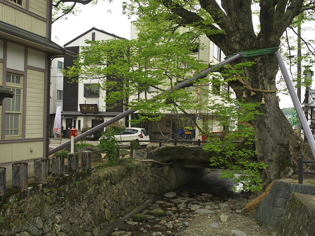 sklfhさんの木の根橋の投稿写真1