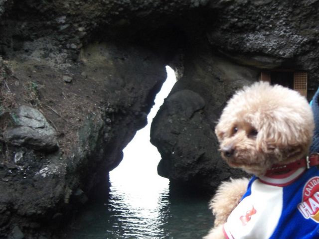 2015,1,25長崎鼻の海蝕洞窟_長崎鼻の海蝕洞穴