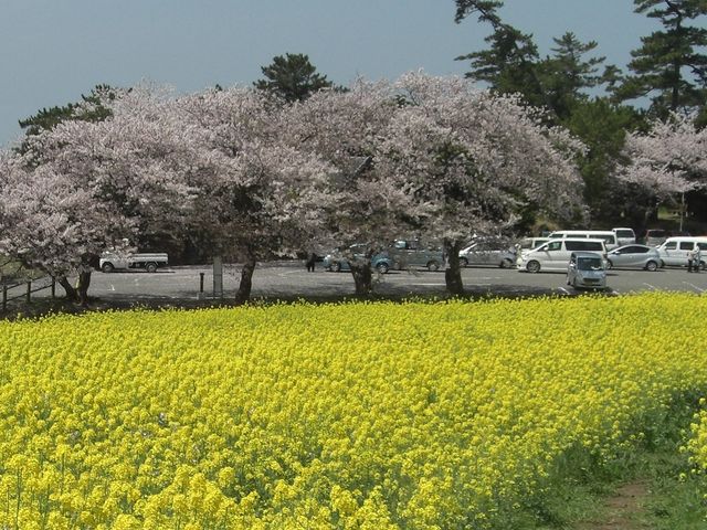 2015,4,8 春には菜の花と桜_長崎鼻の海蝕洞穴