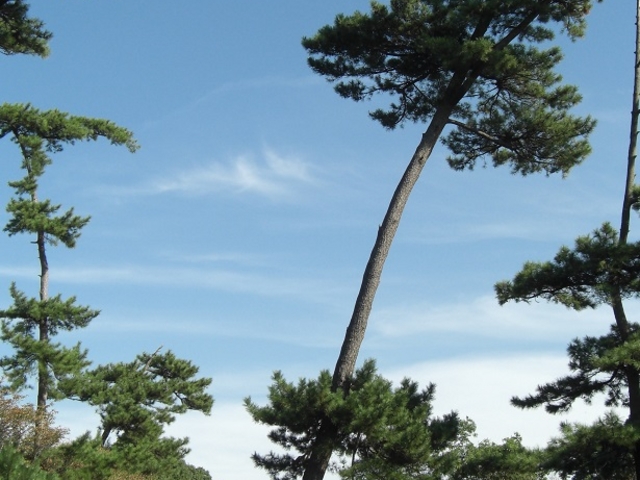 2015,9,29高い松の下を通り行けます_長崎鼻の海蝕洞穴