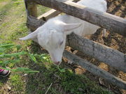 りゅうにさんのほわいとファームの投稿写真1