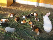 りゅうにさんのほわいとファームの投稿写真3