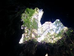 ウィルソン株の写真1
