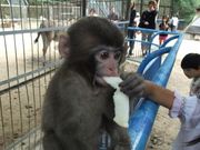 あきよさんの福知山市動物園の投稿写真1