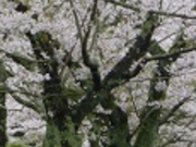 鶴亀松竹梅扇さんの東山湖の桜の投稿写真4