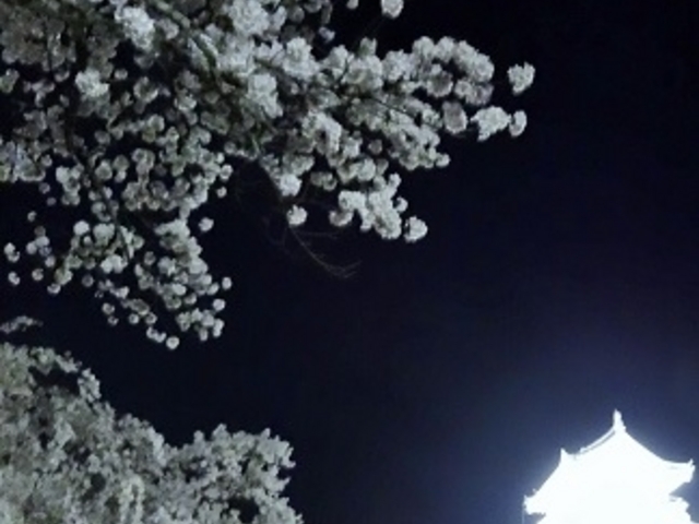 幻想的です!_益岡公園の桜