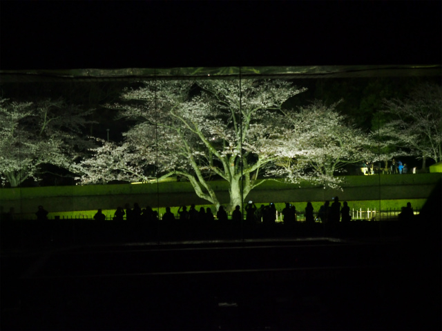 ここからの桜は一幅の絵画の様〜_国立歴史民俗博物館