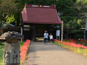 あかね空さんの結縁寺の彼岸花の投稿写真1