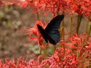 あかね空さんの結縁寺の彼岸花の投稿写真5