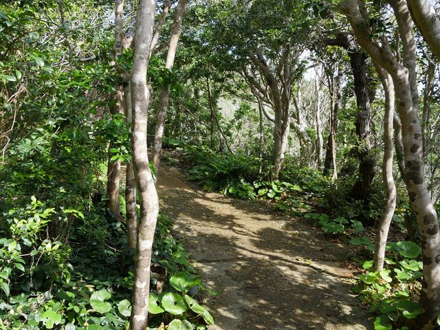 椿のトンネルが続きます_足摺岬自然遊歩道