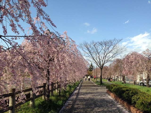 桜並木_日中線しだれ桜並木