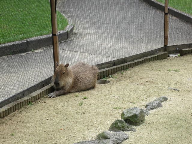 カピバラ_山地獄