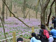 zunzuさんの可児市のカタクリ群生地の投稿写真1