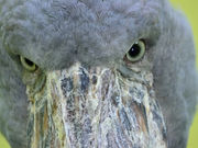 こたぴさんの高知県立のいち動物公園の投稿写真1