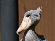 こたぴさんの高知県立のいち動物公園の投稿写真2