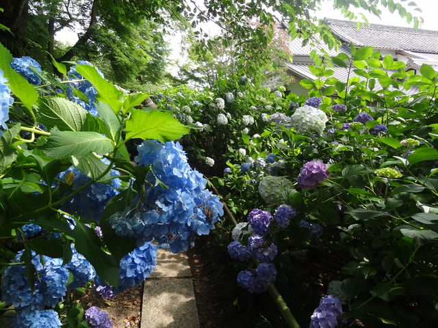 矢田寺のアジサイ