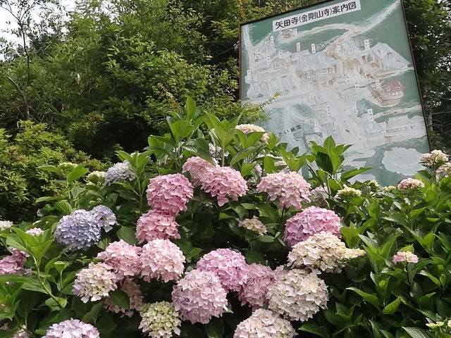 矢田寺