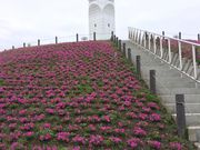 たけちゃんさんの横浜港シンボルタワーの投稿写真1