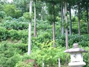 okeiさんの高林寺(あじさい寺)の投稿写真1