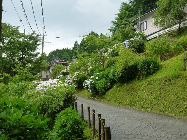 ピークは過ぎてもまだまだ咲くあじさい_総本山 金峯山寺