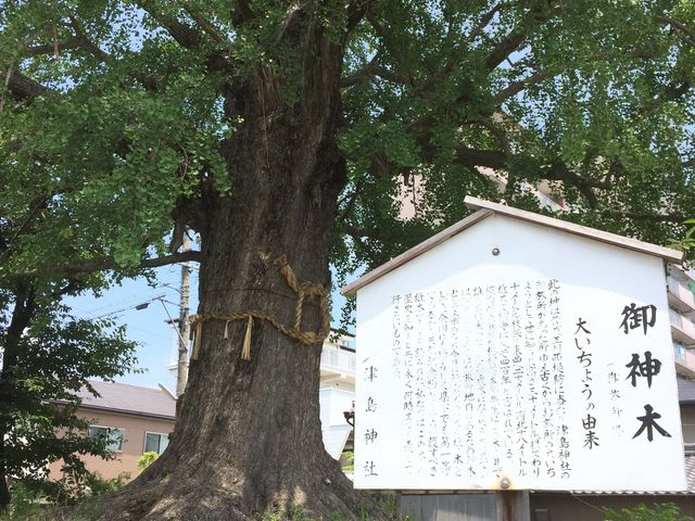 神社の前の大銀杏_津島神社
