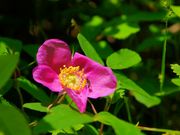 cocoさんの中山風穴地特殊植物群落の投稿写真1