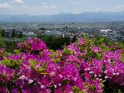 cocoさんの寒河江公園の投稿写真1