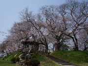 cocoさんの烏帽子山公園の桜の投稿写真1