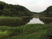 ちーぴさんの大和のシラカシ林の投稿写真2