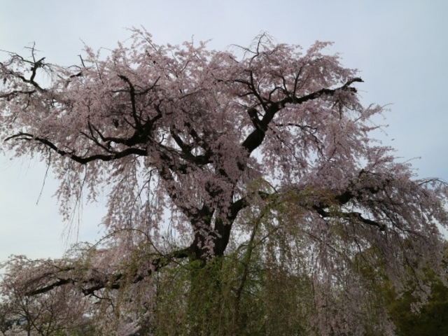 円山公園の枝垂れ桜2016_円山公園