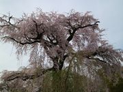 kazuさんさんの円山公園の投稿写真1