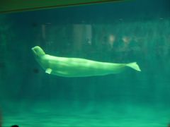 島根県立しまね海洋館(アクアス)の写真1