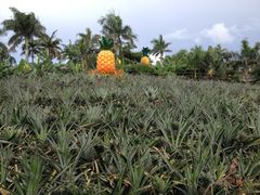 ナゴパイナップルパークの写真1