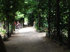 備瀬のフクギ並木の写真1