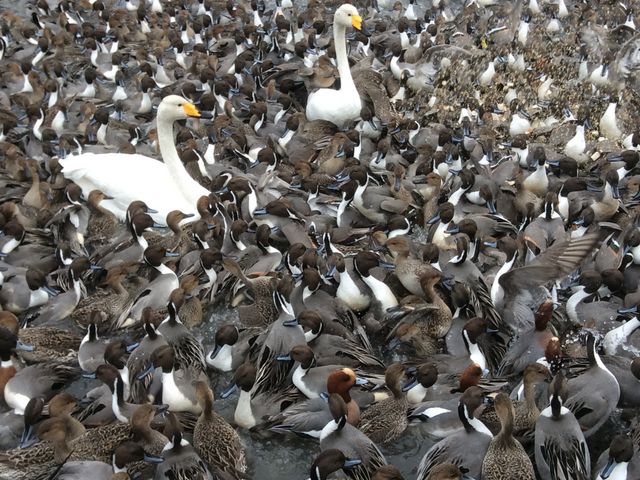 瓢湖水きん公園