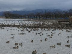 なななさんの瓢湖水きん公園への投稿写真1